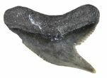 Fossil Tiger Shark Tooth From Georgia - #61627-1